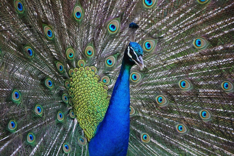 Exotic Bird Watching