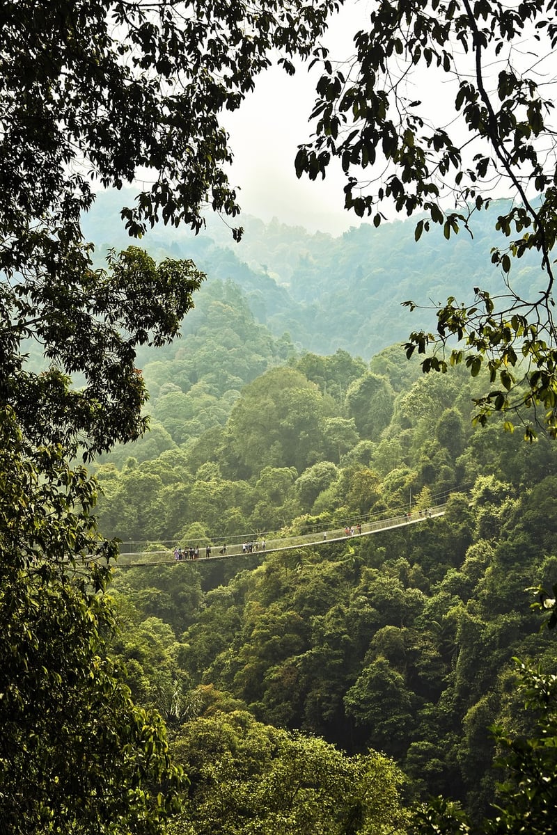 Rainforest Adventure