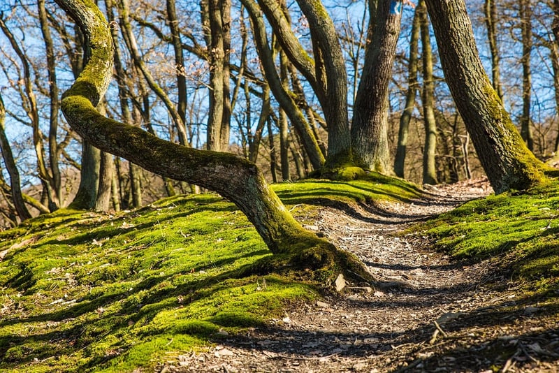 Scenic Hiking Trails